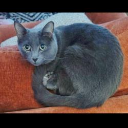 Lost Male Cat last seen 65th between 305th and 321st Emerald Falls Neighborhood , Broken Arrow, OK 74014