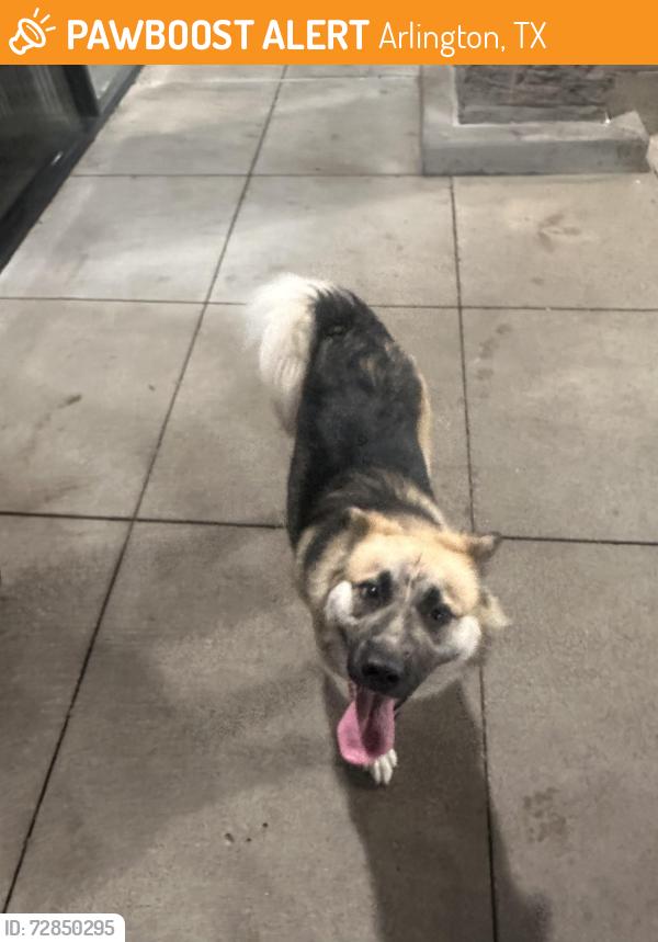 Found/Stray Female Dog last seen Wingstop , Arlington, TX 76017