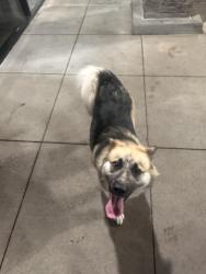 Found/Stray Female Dog last seen Wingstop , Arlington, TX 76017
