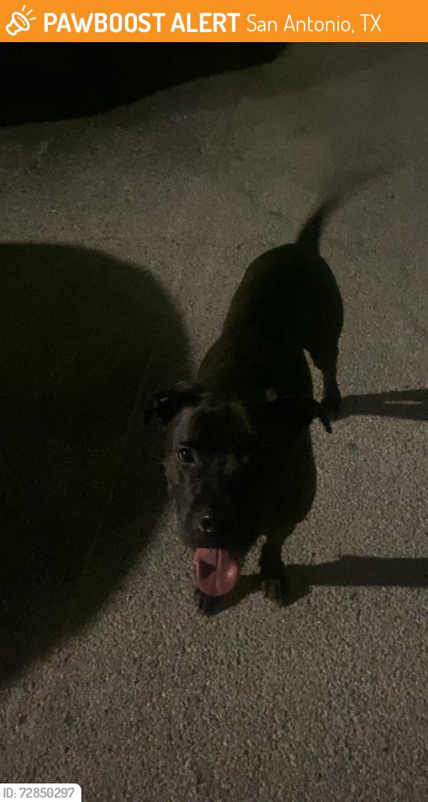 Found/Stray Male Dog last seen Vance Jackson , San Antonio, TX 78230