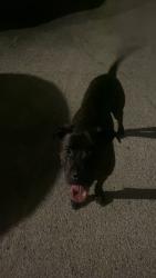Found/Stray Male Dog last seen Vance Jackson , San Antonio, TX 78230
