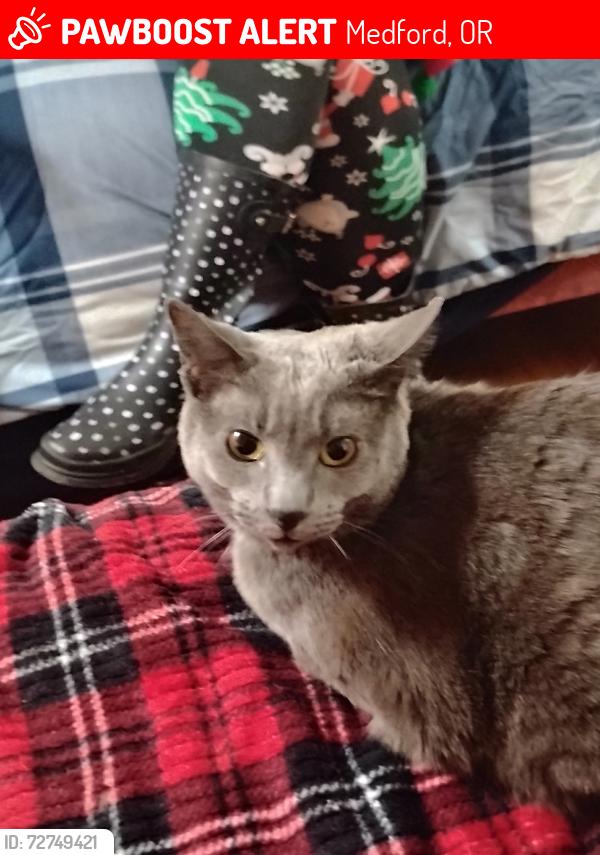 Lost Female Cat last seen Rest area between Phoenix and talent oregon , Medford, OR 97501