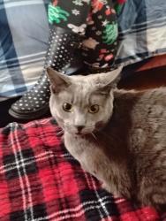 Lost Female Cat last seen Rest area between Phoenix and talent oregon , Medford, OR 97501