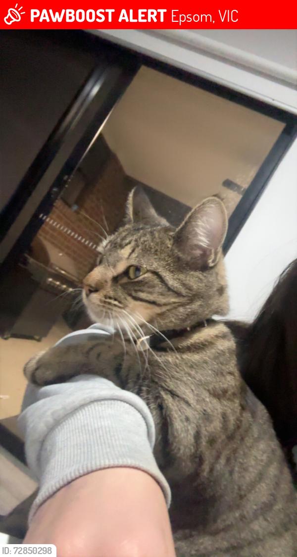 Lost Female Cat last seen Bush pig inn, Epsom, VIC 3551
