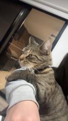 Lost Female Cat last seen Bush pig inn, Epsom, VIC 3551