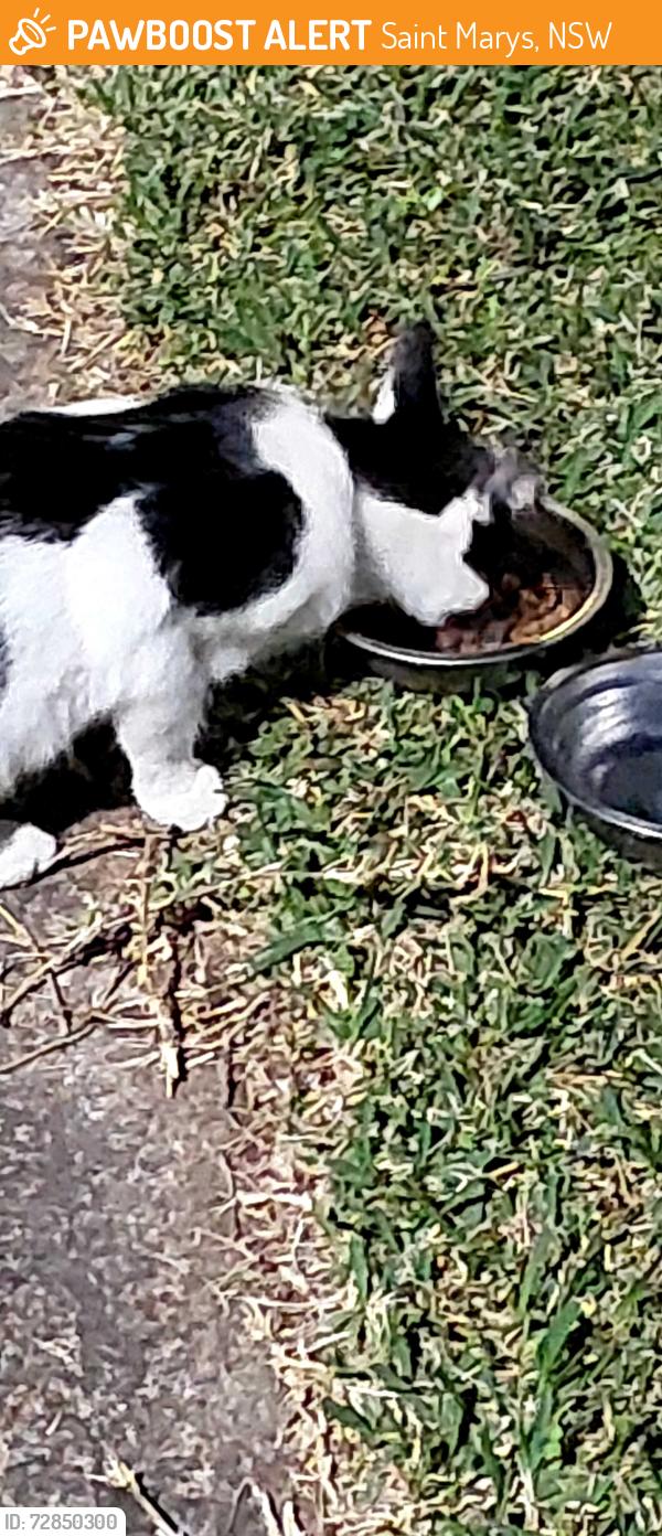 Found/Stray Male Cat last seen Ripples swimming , Saint Marys, NSW 2760