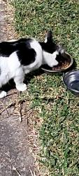 Found/Stray Male Cat last seen Ripples swimming , Saint Marys, NSW 2760