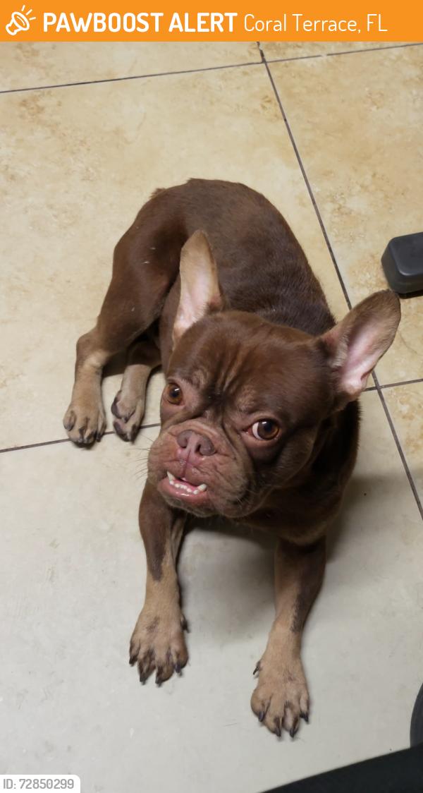 Found/Stray Male Dog last seen By Train Tracks , Coral Terrace, FL 33144
