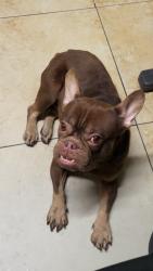 Found/Stray Male Dog last seen By Train Tracks , Coral Terrace, FL 33144