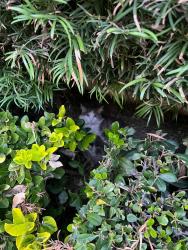 Found/Stray Unknown Cat last seen Villa Madrid, Randi/Erwin, Los Angeles, CA 91367