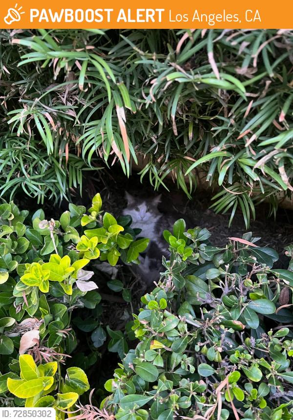 Found/Stray Unknown Cat last seen Villa Madrid, Randi/Erwin, Los Angeles, CA 91367