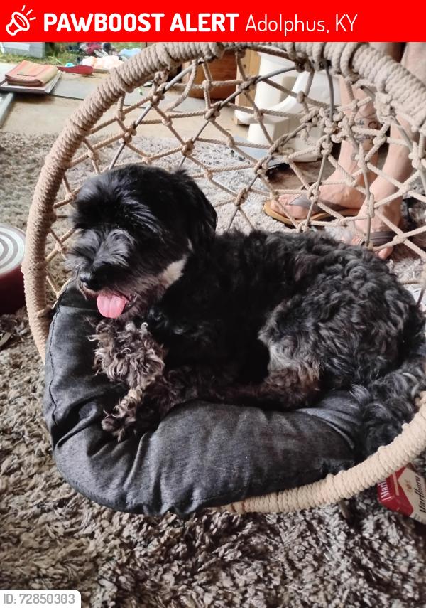 Lost Male Dog last seen Fleet crossroads, Adolphus, KY 42120