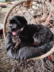 Lost Male Dog last seen Fleet crossroads, Adolphus, KY 42120