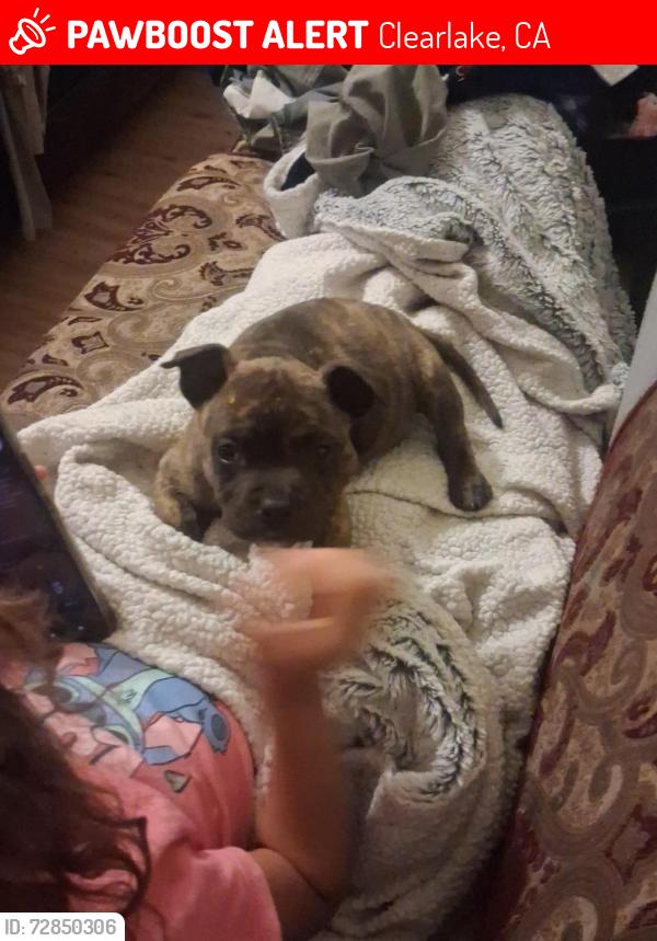 Lost Female Dog last seen Burnsvalley rd, Clearlake, CA 95422