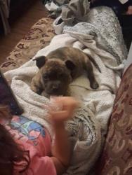 Lost Female Dog last seen Burnsvalley rd, Clearlake, CA 95422