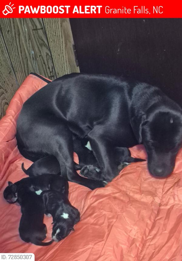 Lost Female Dog last seen Near the woods, Granite Falls, NC 28630