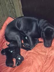 Lost Female Dog last seen Near the woods, Granite Falls, NC 28630
