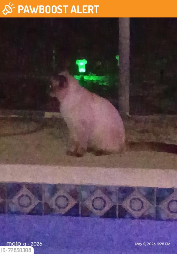 Found/Stray Unknown Cat last seen Sapwood, Greater Northdale, FL 33624