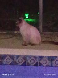 Found/Stray Unknown Cat last seen Sapwood, Greater Northdale, FL 33624