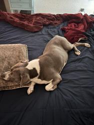 Lost Female Dog last seen Elm and Esperanza, Cabazon, CA 92230