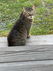 Lost Female Cat last seen Brown tabby cat, green eyes,medium size, Graham, NC 27253
