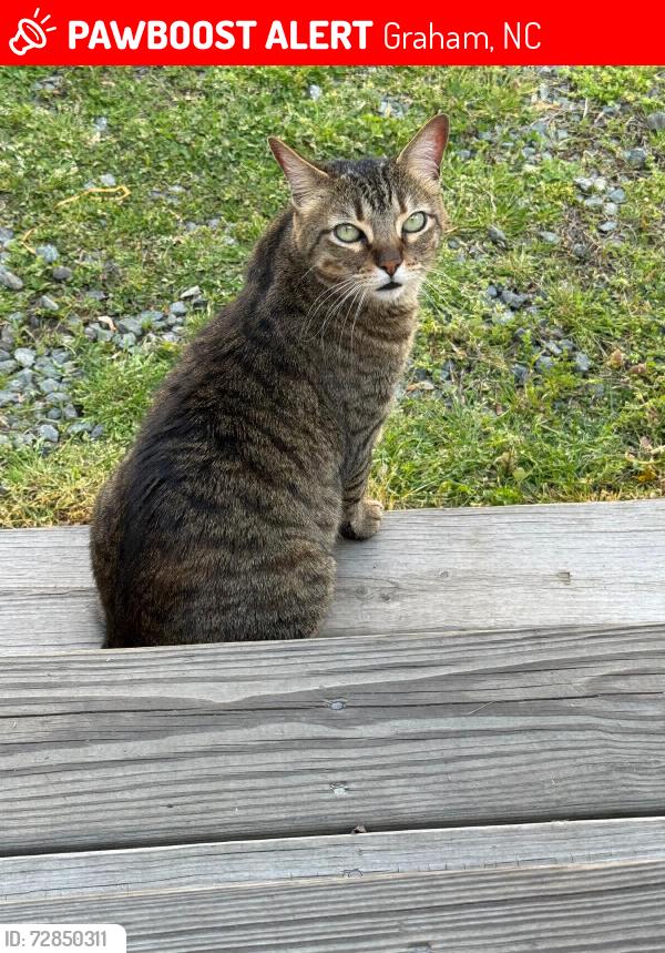 Lost Female Cat last seen Brown tabby cat, green eyes,medium size, Graham, NC 27253