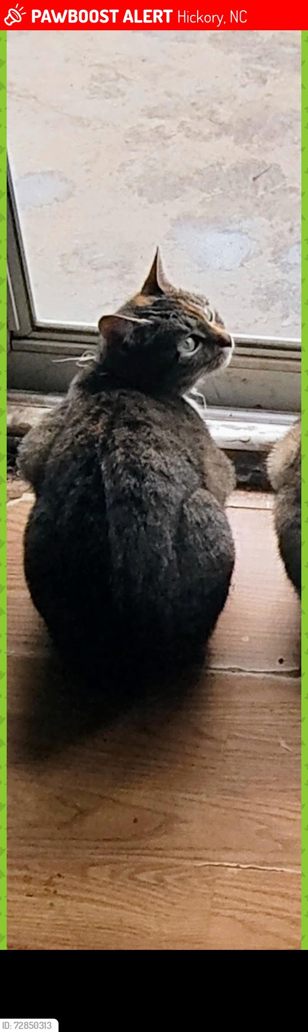 Lost Female Cat last seen Hwy 127 and brookford Blvd , Hickory, NC 28602