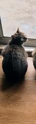 Lost Female Cat last seen Hwy 127 and brookford Blvd , Hickory, NC 28602