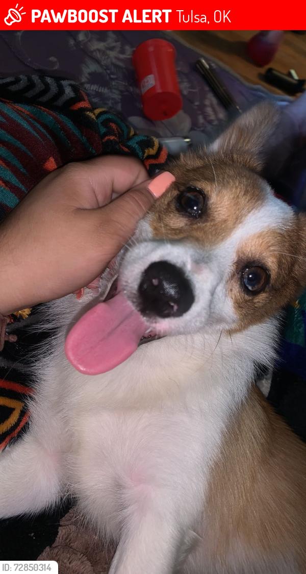 Lost Female Dog last seen North archer and Marion Ave Tulsa ok, Tulsa, OK 74115