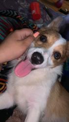 Lost Female Dog last seen North archer and Marion Ave Tulsa ok, Tulsa, OK 74115
