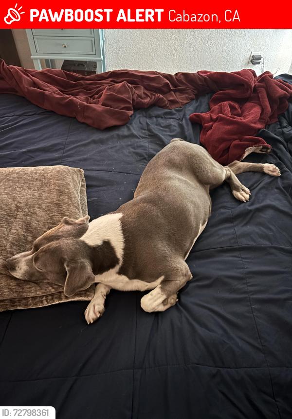 Lost Female Dog last seen Elm and Esperanza, Cabazon, CA 92230