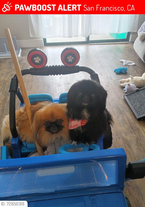 Lost Male Dog last seen 3rd street San Mateo CA., San Francisco, CA 94107