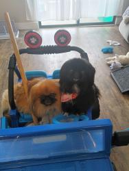 Lost Male Dog last seen 3rd street San Mateo CA., San Francisco, CA 94107