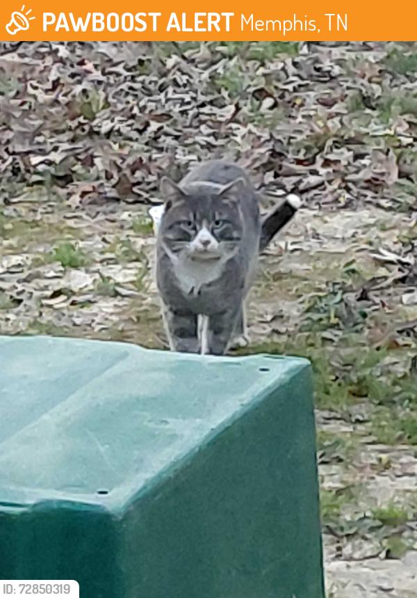 Found/Stray Male Cat last seen Walnut Bend and Trinity, Memphis, TN 38018