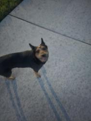 Found/Stray Female Dog last seen Imperial Promenade, Montgomery County, TX 77386