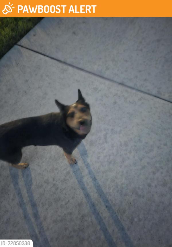 Found/Stray Female Dog last seen Imperial Promenade, Montgomery County, TX 77386
