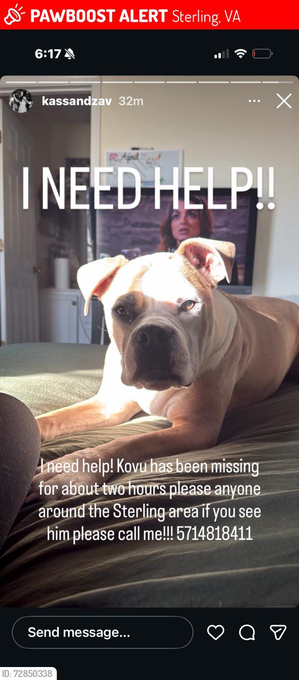 Lost Male Dog last seen Herndon or sterling area by the old bowlero, Sterling, VA 20164