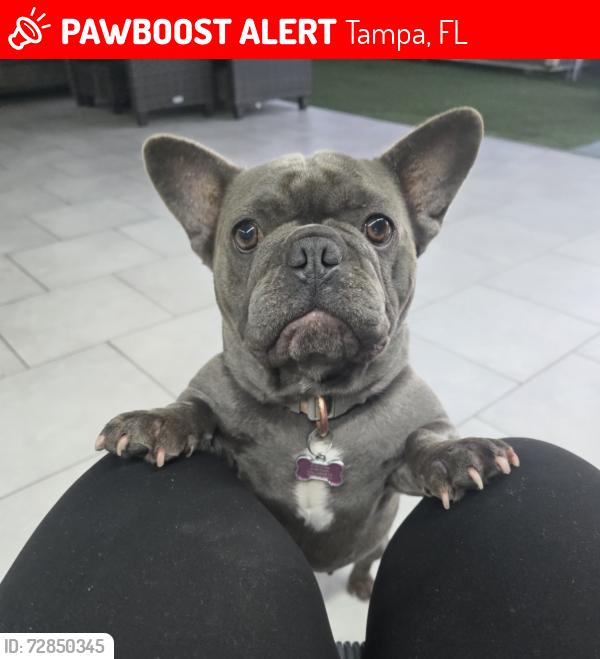 Lost Female Dog last seen town n country, Tampa, FL 33615