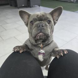 Lost Female Dog last seen town n country, Tampa, FL 33615