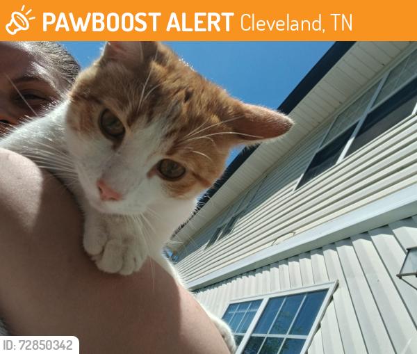 Found/Stray Male Cat last seen He was abandoned at my apmts, Cleveland, TN 37312