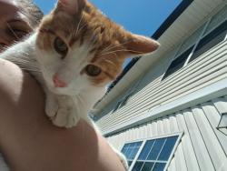 Found/Stray Male Cat last seen He was abandoned at my apmts, Cleveland, TN 37312