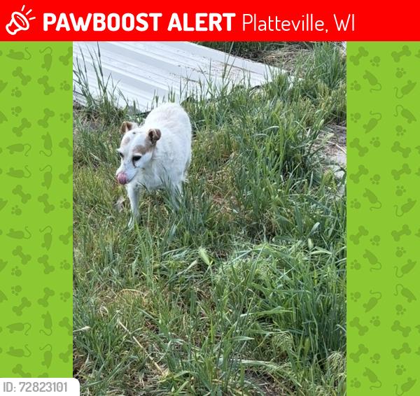 Lost Female Dog last seen Near W I80 in Salt Lake City, Platteville, WI 53818
