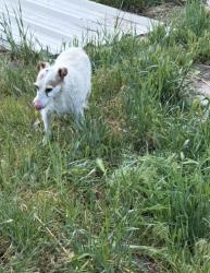 Lost Female Dog last seen Near W I80 in Salt Lake City, Platteville, WI 53818