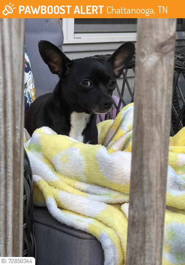 Found/Stray Female Dog last seen North holly street , Chattanooga, TN 37404