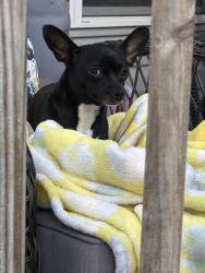 Found/Stray Female Dog last seen North holly street , Chattanooga, TN 37404