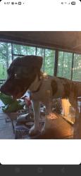 Lost Male Dog last seen S.river dr covington ga, Covington, GA 30014