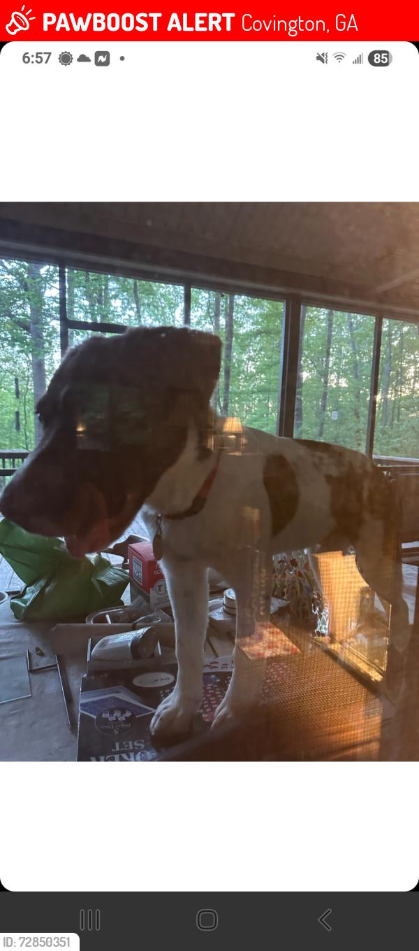 Lost Male Dog last seen S.river dr covington ga, Covington, GA 30014