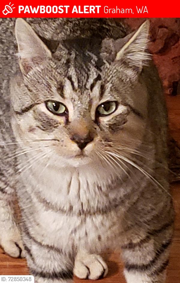 Lost Male Cat last seen 260th mt.hwy / centennial elementary school , Graham, WA 98338