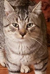 Lost Male Cat last seen 260th mt.hwy / centennial elementary school , Graham, WA 98338