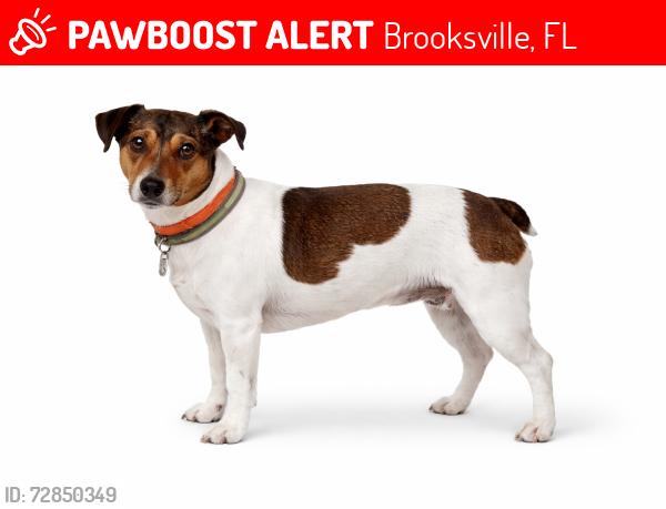 Lost Male Dog last seen Croom Rd, Brooksville, FL 34601